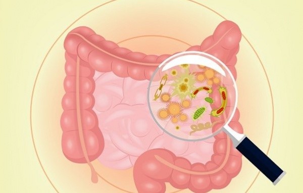 Probiotic giúp giảm mỡ và đốt cháy mỡ bụng