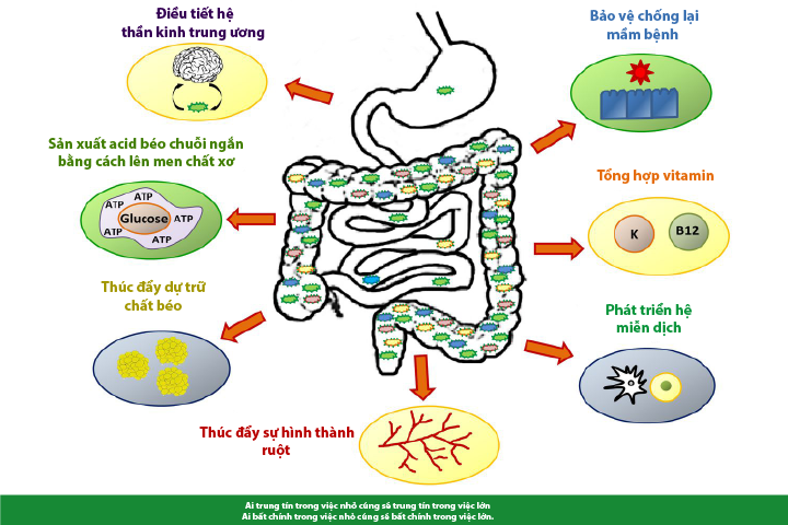 Microbiome: Hướng đi mới về chăm sóc sức khỏe