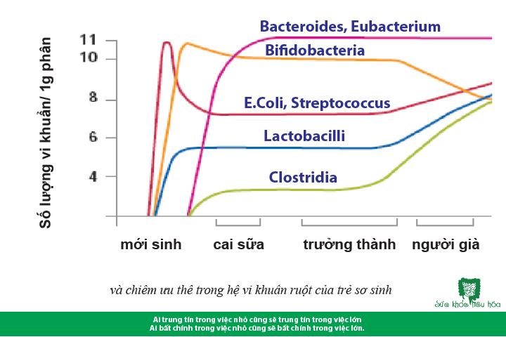 Bifidobacterium - Sức khỏe của hệ tiêu hóa