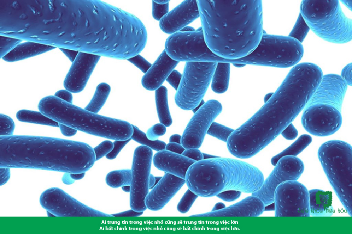 Nhấn vào ảnh để phóng to MEN VI SINH DÙNG ĐÚNG VÀ ĐỦ CHO HIỆU QUẢ HẤP THU TỐT
