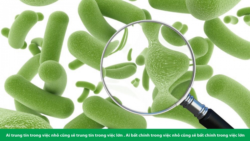 VI KHUẨN PROBIOTICS ĐƯỜNG RUỘT CÓ THỂ BẢO VỆ NÃO KHỎI TỔN THƯƠNG SAU ĐỘT QUỴ ?