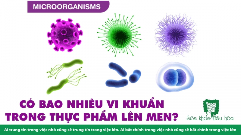  THỰC PHẨM LÊN MEN CHỨA VI KHUẨN CÓ LỢI CHO SỨC KHỎE 