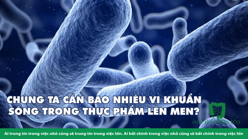  THỰC PHẨM LÊN MEN CHỨA VI KHUẨN CÓ LỢI CHO SỨC KHỎE 