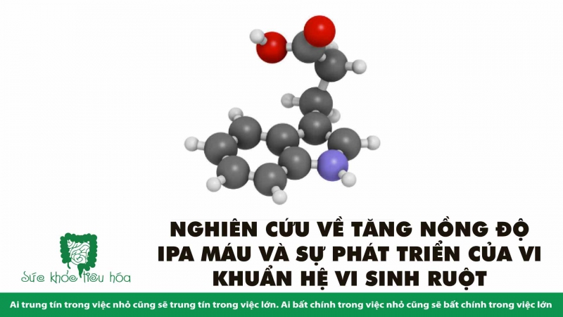 CHẾ ĐỘ ĂN GIÀU POLYPHENOL NGĂN NGỪA VIÊM Ở NGƯỜI LỚN TUỔI CÓ LIÊN QUAN ĐẾN HỆ VI SINH RUỘT