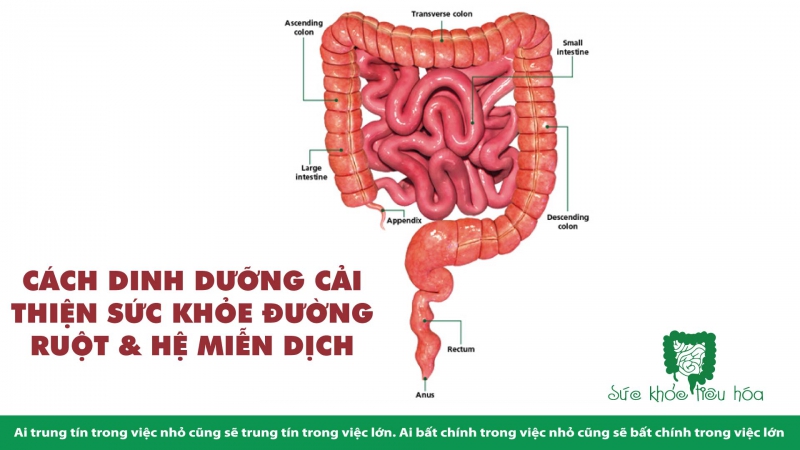 CÁCH DINH DƯỠNG CẢI THIỆN SỨC KHỎE ĐƯỜNG RUỘT & HỆ MIỄN DỊCH