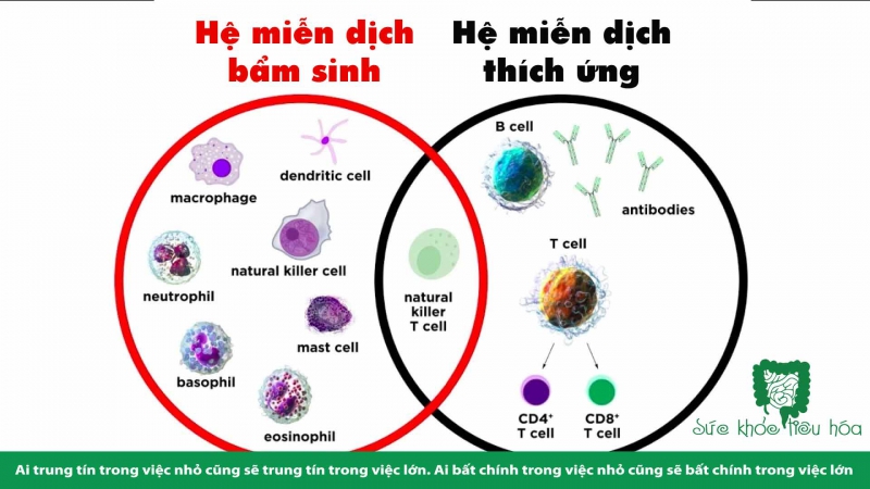 LIÊN KẾT RUỘT VÀ HỆ MIỄN DỊCH: VAI TRÒ CỦA HỆ VI SINH RUỘT TRONG CHỨC NĂNG MIỄN DỊCH