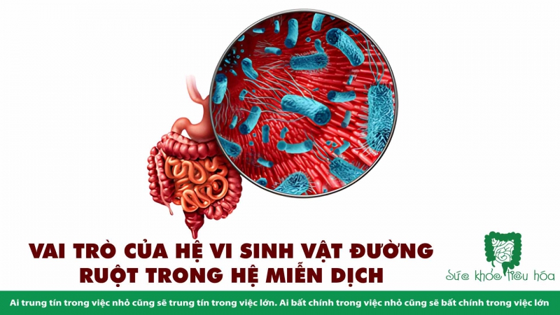 LIÊN KẾT RUỘT VÀ HỆ MIỄN DỊCH: VAI TRÒ CỦA HỆ VI SINH RUỘT TRONG CHỨC NĂNG MIỄN DỊCH