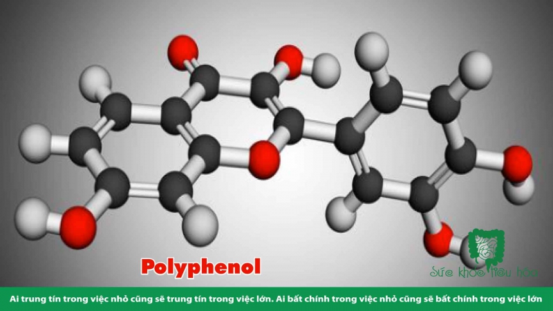 NHỮNG THỰC PHẨM PREBIOTICS NÀO TỐT CHO HỆ VI SINH CHÚNG TA