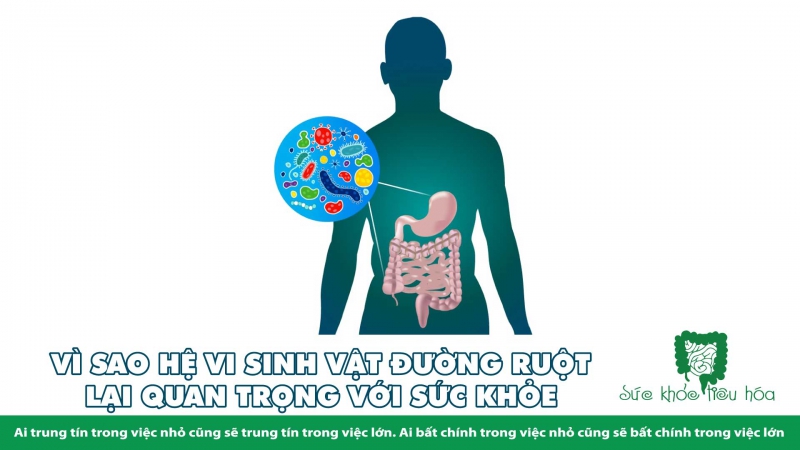 VÌ SAO HỆ VI SINH VẬT ĐƯỜNG RUỘT LẠI QUAN TRỌNG VỚI SỨC KHỎE 