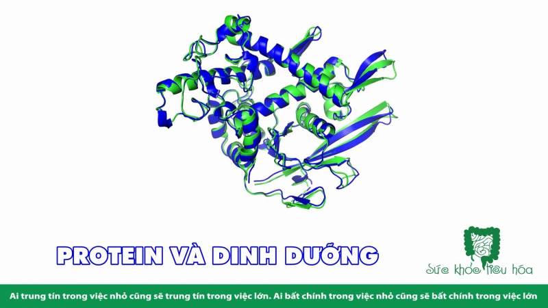 ẢNH HƯỞNG SỨC KHỎE CỦA  ĐẠM THỰC VẬT VÀ ĐẠM ĐỘNG VẬT