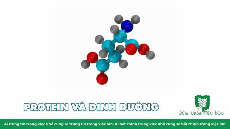 ẢNH HƯỞNG SỨC KHỎE CỦA  ĐẠM THỰC VẬT VÀ ĐẠM ĐỘNG VẬT