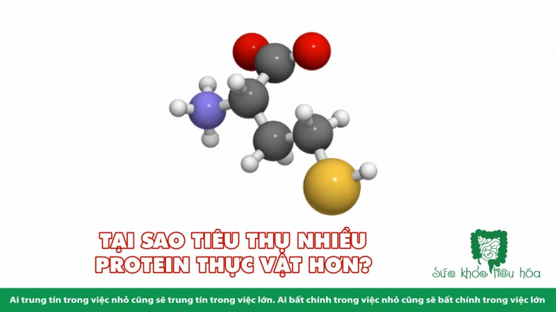 ẢNH HƯỞNG SỨC KHỎE CỦA  ĐẠM THỰC VẬT VÀ ĐẠM ĐỘNG VẬT