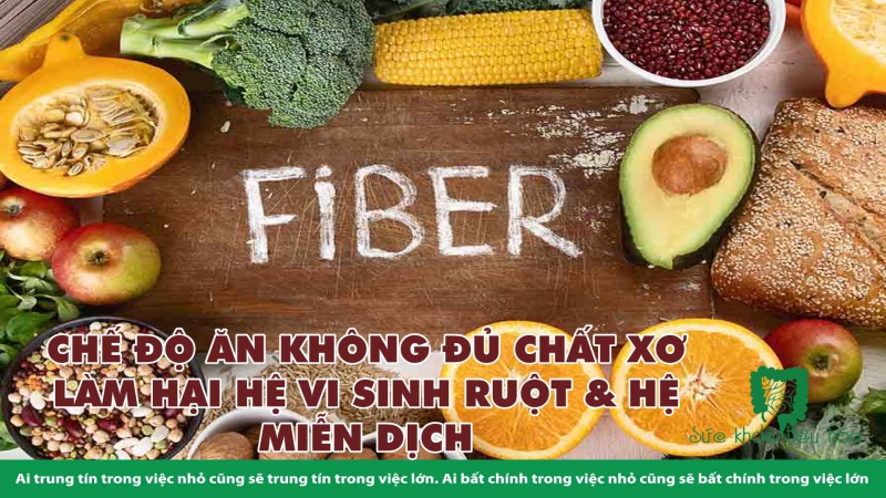 CHẾ ĐỘ ĂN KHÔNG ĐỦ CHẤT XƠ LÀM HẠI HỆ VI SINH RUỘT & HỆ MIỄN DỊCH