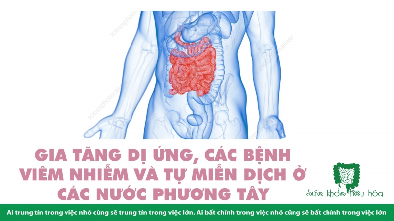 CHẾ ĐỘ ĂN KHÔNG ĐỦ CHẤT XƠ LÀM HẠI HỆ VI SINH RUỘT & HỆ MIỄN DỊCH