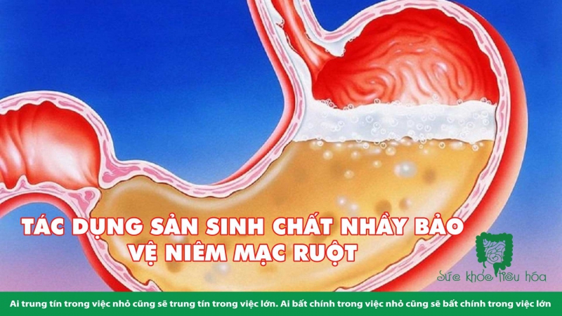 CHẾ ĐỘ ĂN KHÔNG ĐỦ CHẤT XƠ LÀM HẠI HỆ VI SINH RUỘT & HỆ MIỄN DỊCH