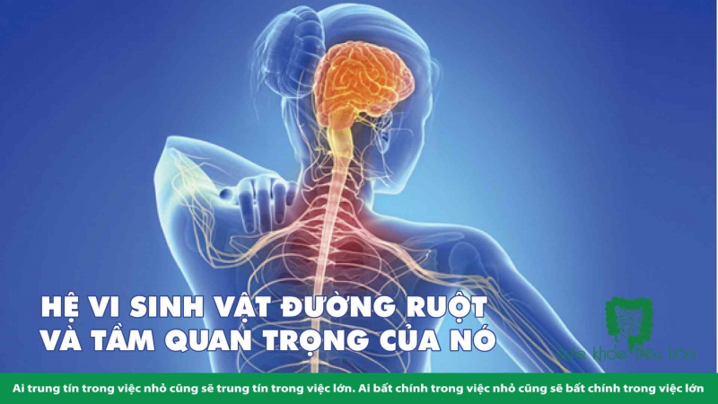 HỆ VI SINH RUỘT ẢNH HƯỞNG THẾ NÀO ĐẾN BỆNH TỰ MIỄN