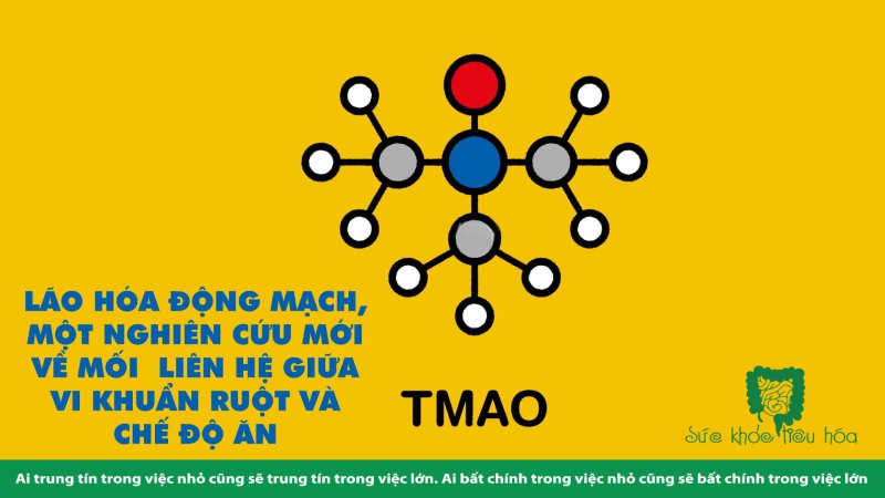 LÃO HÓA ĐỘNG MẠCH, MỘT NGHIÊN CỨU MỚI VỀ MỐI LIÊN HỆ GIỮA VI KHUẨN RUỘT VÀ CHẾ ĐỘ ĂN 