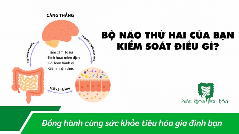 HỘI CHỨNG KÍCH THÍCH RUỘT & KẾT NỐI NÃO – RUỘT 