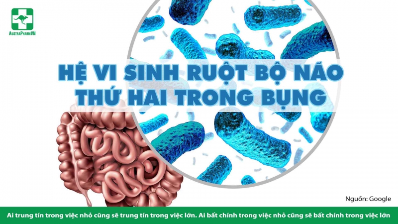 HỆ VI SINH RUỘT BỘ NÃO THỨ HAI TRONG BỤNG