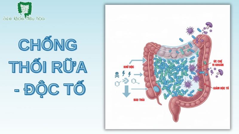 LỢI ÍCH CỦA PROBIOTICS TRONG VIỆC GIẢM THỐI RỮA VÀ ĐỘC TỐ