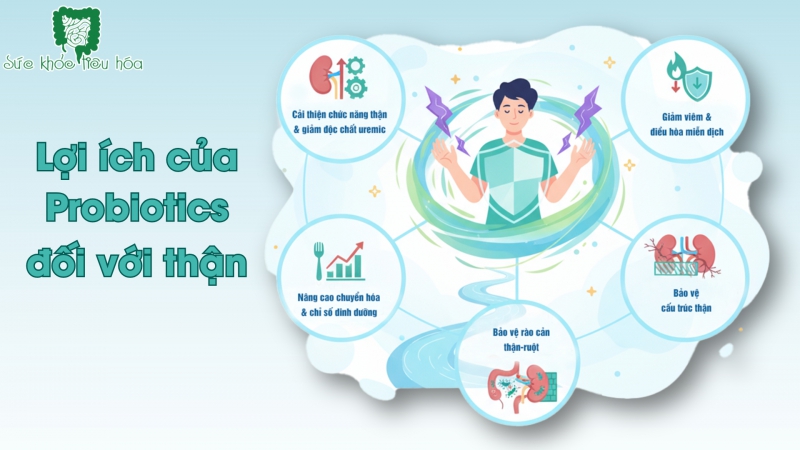 LỢI ÍCH CỦA PROBIOTICS ĐỐI VỚI THẬN