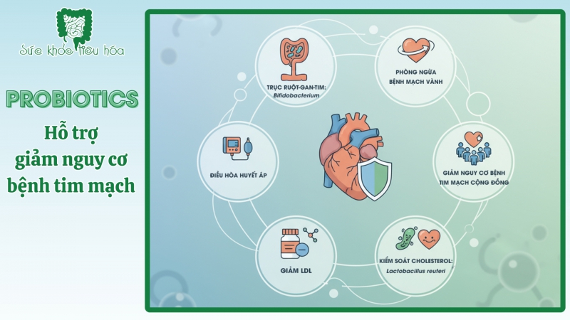 PROBIOTICS HỖ TRỢ GIẢM NGUY CƠ BỆNH TIM MẠCH