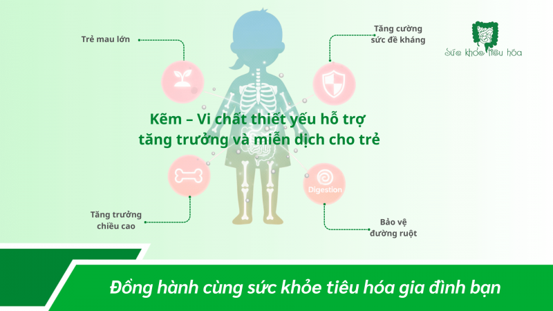 Men Vi Sinh – Sữa Non – Kẽm: Bộ Ba Hỗ Trợ Hệ Tiêu Hóa Và Dinh Dưỡng Ở Trẻ Em
