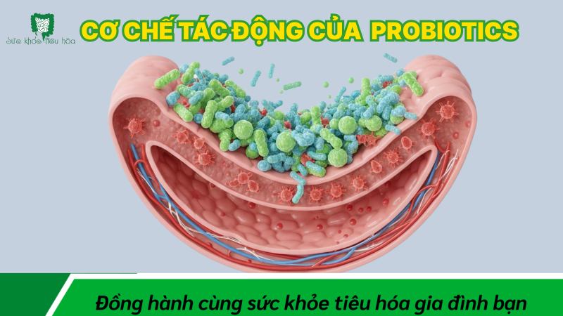 CƠ CHẾ TÁC ĐỘNG CỦA MEN VI SINH PROBIOTICS