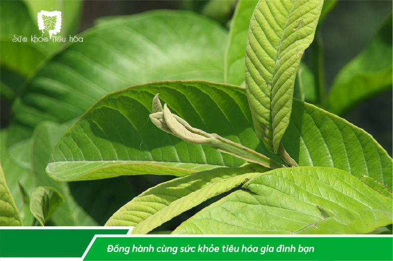 10 CÁCH GIẢI QUYẾT ĐẦY HƠI CHƯỚNG BỤNG HIỆU QUẢ NGAY