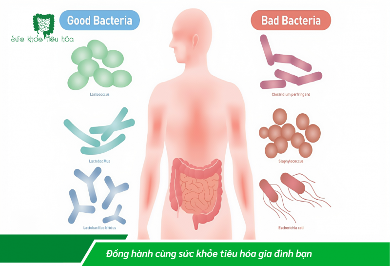 10 QUAN NIỆM SAI LẦM VỀ PROBIOTICS