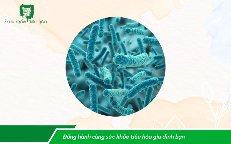 9 LỢI ÍCH CHO SỨC KHỎE CỦA LACTOBACILLUS ACIDOPHILUS