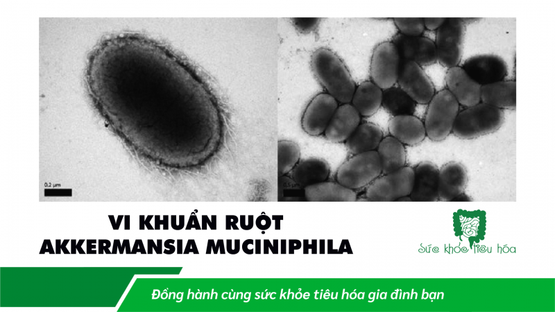 AKKERMANSIA MUCINIPHILA: MỘT VI KHUẨN QUAN TRỌNG TRONG HỆ VI SINH RUỘT HỖ TRỢ SỨC KHỎE TỐT