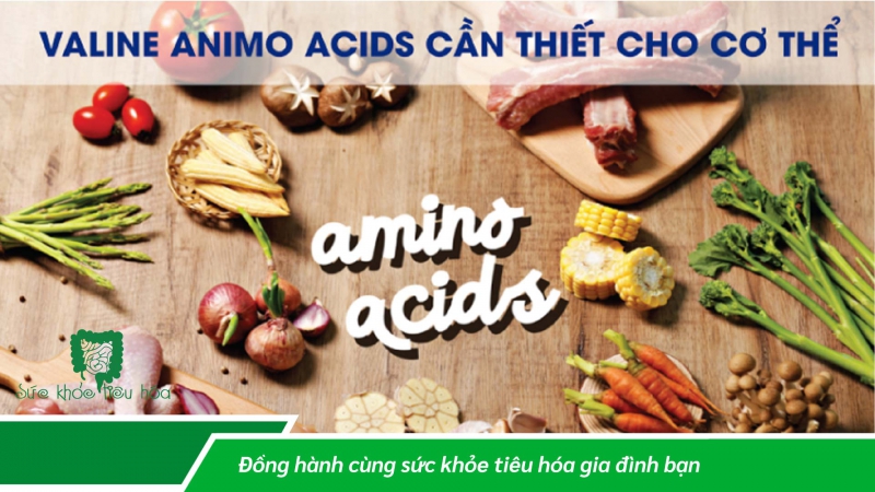 ACID VALINE CẦN THIẾT CHO CƠ THỂ NHƯ THẾ NÀO?