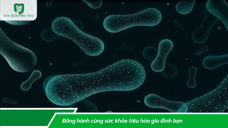 BIFIDOBACTERIUM VÀ LACTOBACILLUS: SỰ KHÁC BIỆT VÀ LỢI ÍCH SỨC KHỎE KHI KẾT HỢP HAI CHỦNG MEN VI SINH TRONG MỘT SẢN PHẨM