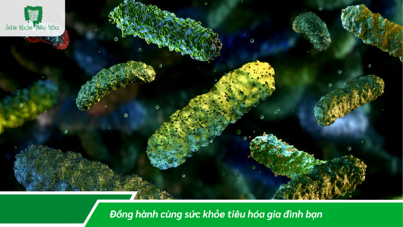 BIFIDOBACTERIUM VÀ LACTOBACILLUS: SỰ KHÁC BIỆT VÀ LỢI ÍCH SỨC KHỎE KHI KẾT HỢP HAI CHỦNG MEN VI SINH TRONG MỘT SẢN PHẨM