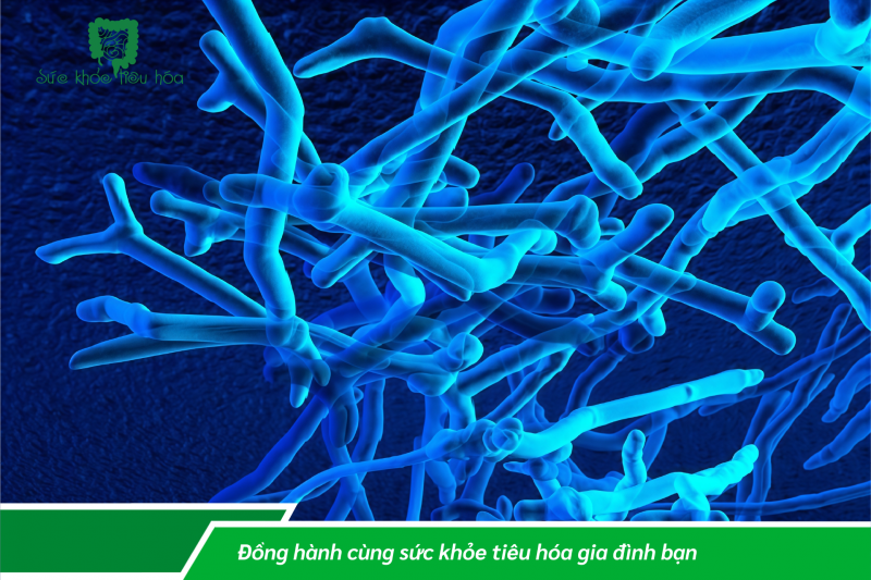 Bifidobacterium - Sức khỏe của hệ tiêu hóa