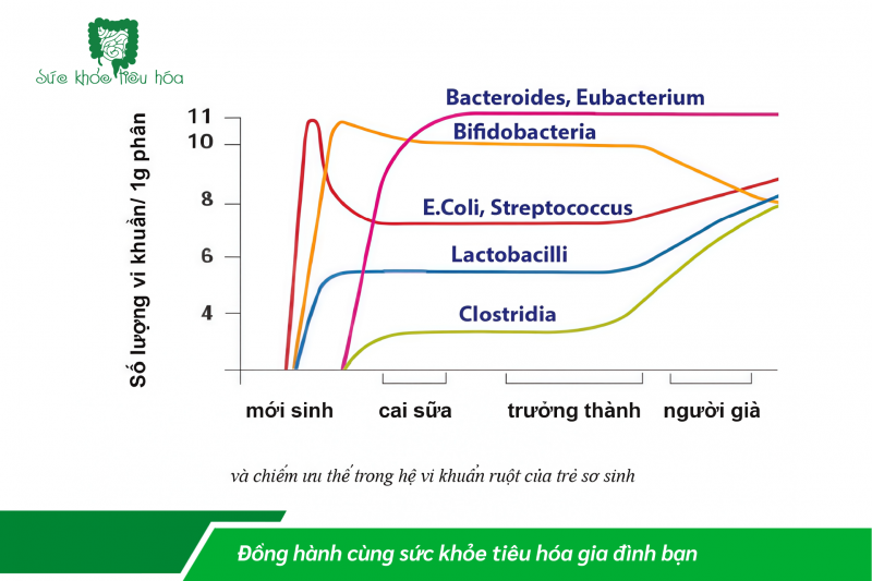 Bifidobacterium - Sức khỏe của hệ tiêu hóa