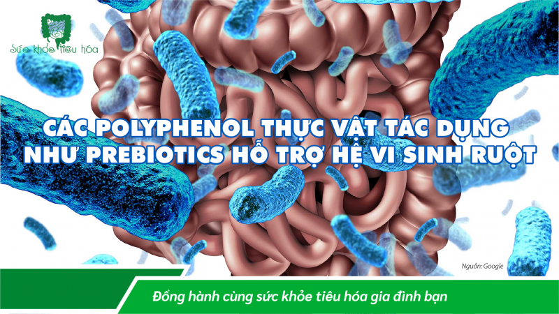 CÁC POLYPHENOL THỰC VẬT TÁC DỤNG NHƯ PREBIOTICS HỖ TRỢ HỆ VI SINH RUỘT