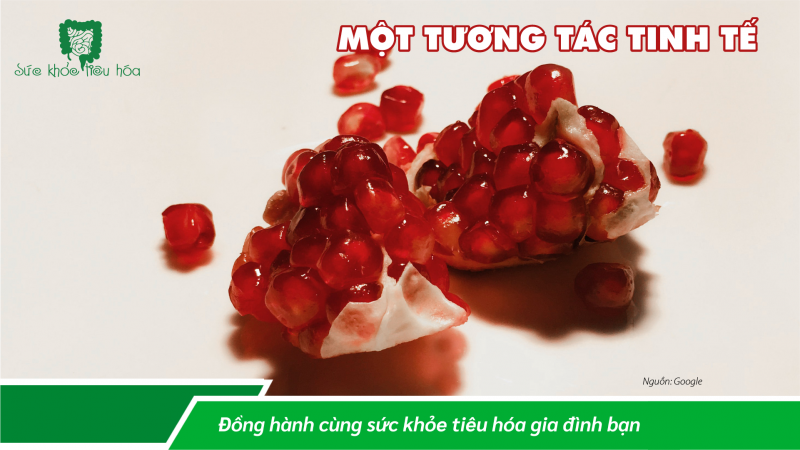 CÁC POLYPHENOL THỰC VẬT TÁC DỤNG NHƯ PREBIOTICS HỖ TRỢ HỆ VI SINH RUỘT