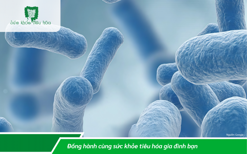 CÁCH SỬ DỤNG PHỐI HỢP KHÁNG SINH & MEN VI SINH PROBIOTICS