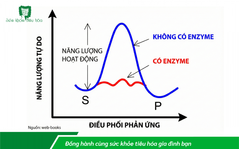CƠ CHẾ HOẠT ĐỘNG CỦA ENZYME TRONG CƠ THỂ