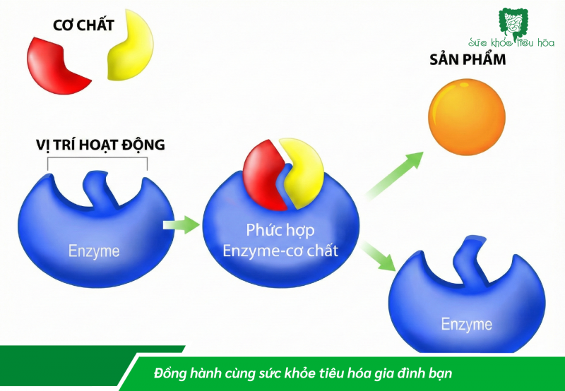 CƠ CHẾ HOẠT ĐỘNG CỦA ENZYME TRONG CƠ THỂ