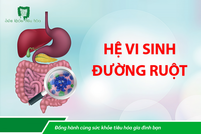 CHẾ ĐỘ ĂN ẢNH HƯỞNG ĐẾN THÀNH PHẦN HỆ VI SINH RUỘT