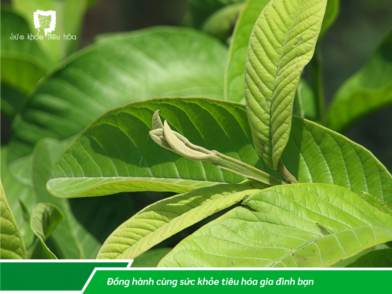 DÙNG LÁ CHỮA ĐAU BỤNG HIỆU QUẢ