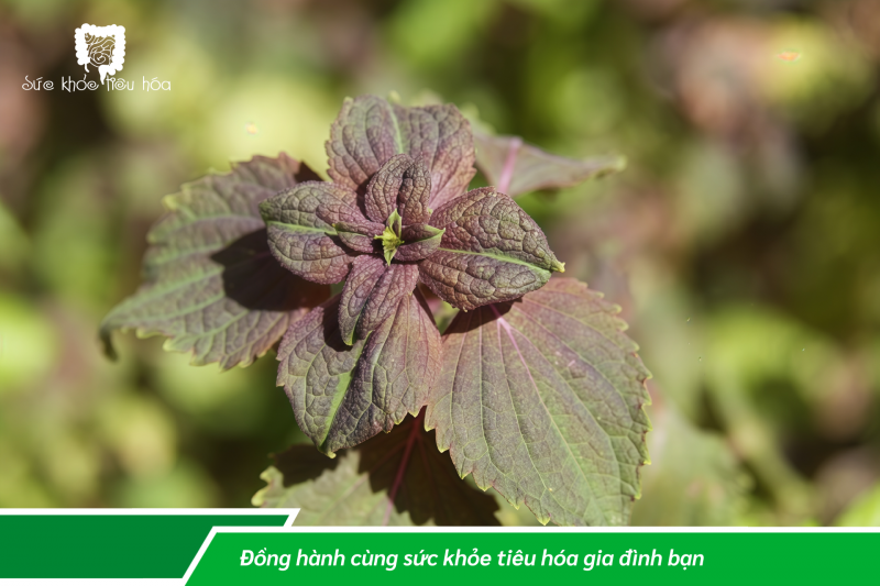 DÙNG LÁ CHỮA ĐAU BỤNG HIỆU QUẢ