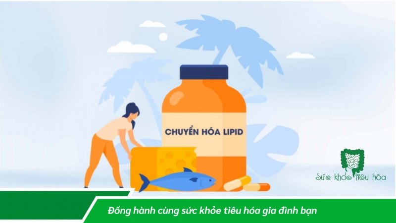 ENZYME TRONG QUÁ TRÌNH PHÂN GIẢI CHẤT BÉO CỦA CƠ THỂ