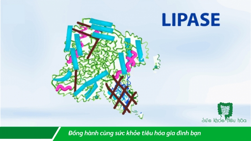 ENZYME TRONG QUÁ TRÌNH PHÂN GIẢI CHẤT BÉO CỦA CƠ THỂ