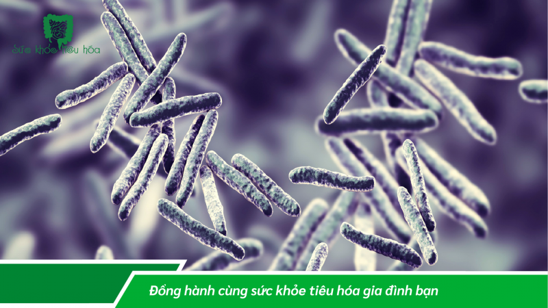 FOS + MEN VI SINH LÀ SỰ KẾT HỢP PREBIOTICS & PROBIOTICS ĐEM LẠI LỢI  ÍCH SỨC KHỎE NHƯ THẾ NÀO?