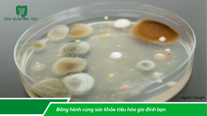 GÓC NHÌN MỚI VỀ HỆ VI SINH & SỰ LÊN MEN TRONG NĂM 2022