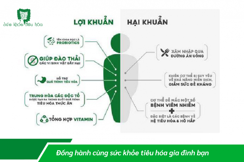 HỆ TIÊU HÓA “BỘ NÃO THỨ HAI” CỦA CƠ THỂ CON NGƯỜI